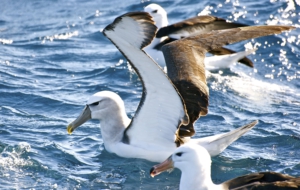 Albatross Computer Wallpaper