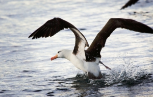 Albatross Images