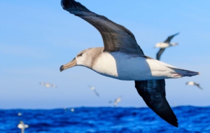 Albatross Photos