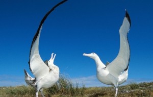 Albatross Pictures