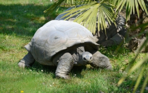 Aldabra Giant Tortoise 4K