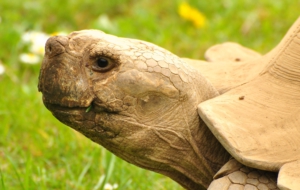 Aldabra Giant Tortoise Background