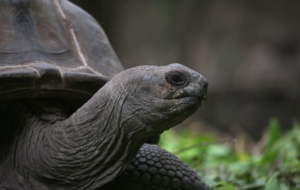 Aldabra Giant Tortoise Computer Wallpaper