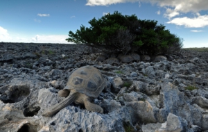 Aldabra Giant Tortoise HD