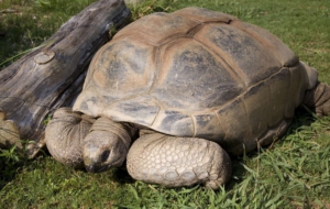 Aldabra Giant Tortoise HD Background