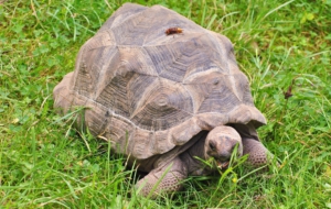 Aldabra Giant Tortoise HD Desktop