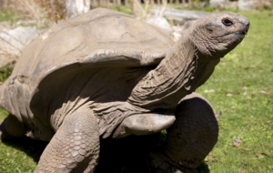 Aldabra Giant Tortoise HD Wallpaper