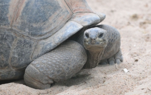 Aldabra Giant Tortoise High Definition