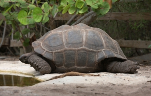 Aldabra Giant Tortoise High Definition Wallpapers