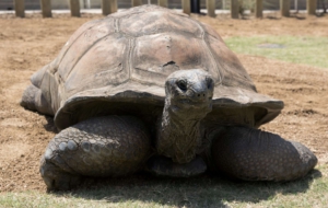 Aldabra Giant Tortoise High Quality Wallpapers