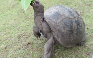 Aldabra Giant Tortoise Images