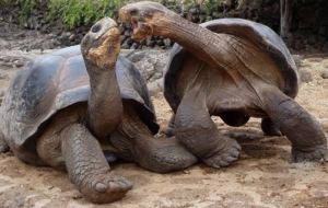 Aldabra Giant Tortoise Pictures