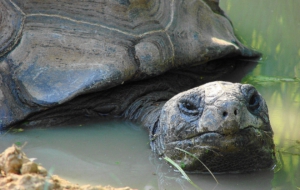 Aldabra Giant Tortoise Wallpapers HD