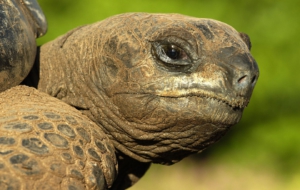 Aldabra Giant Tortoise Wallpapers HQ