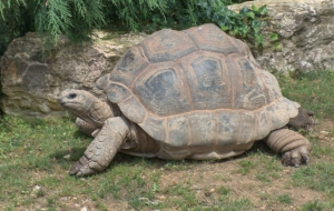 Aldabra Giant Tortoise Widescreen