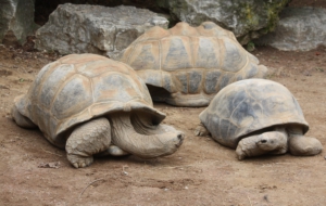 Aldabra Giant Tortoise For Desktop