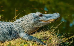 Alligator High Definition