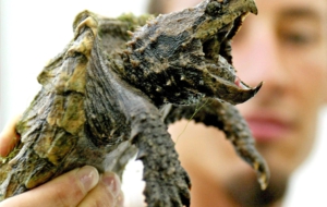 Alligator Snapping Turtle HD Wallpaper