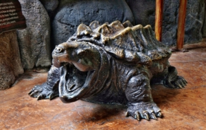 Alligator Snapping Turtle Wallpaper