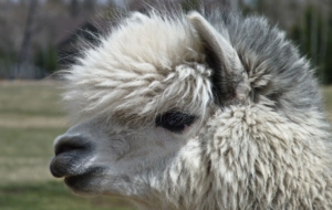 Alpaca Computer Wallpaper