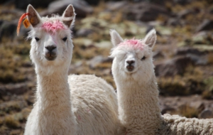 Alpaca Images
