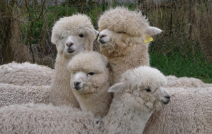 Alpaca Photos