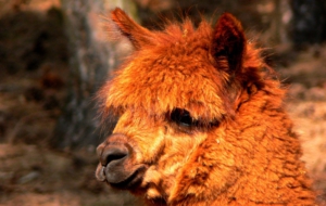 Alpaca Pictures