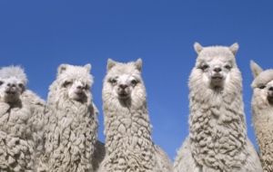 Alpaca Wallpapers HD