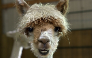 Alpaca Widescreen