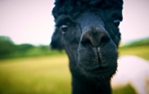 Alpaca For Desktop