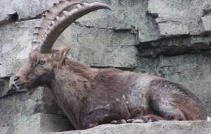 Alpine Ibex 4K