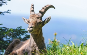Alpine Ibex Background
