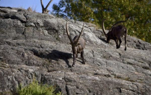 Alpine Ibex Desktop