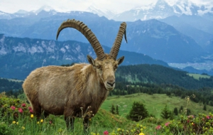 Alpine Ibex HD Background