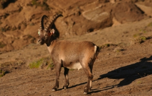 Alpine Ibex HD Desktop