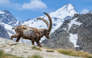 Alpine Ibex HD Wallpaper