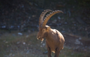 Alpine Ibex High Definition Wallpapers