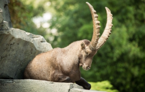 Alpine Ibex High Quality Wallpapers