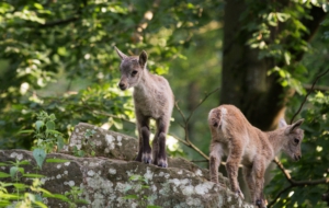 Alpine Ibex Images