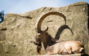 Alpine Ibex Photos