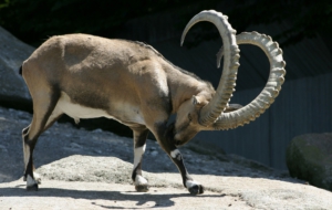 Alpine Ibex Wallpaper