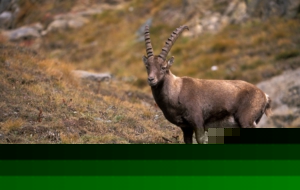 Alpine Ibex Wallpapers