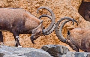 Alpine Ibex Wallpapers HD