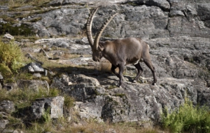 Alpine Ibex For Desktop