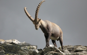 Alpine Ibex Full HD
