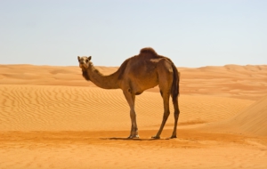 Best Images Of Camel