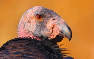 California Condor 4K