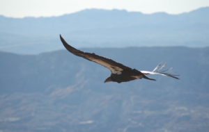 California Condor Background