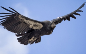 California Condor Desktop Wallpaper