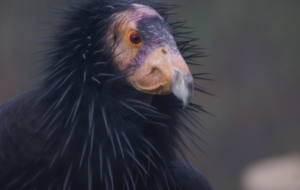 California Condor HD Desktop